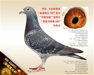 【超级黑玛莉】“超级鸽王798”直女！