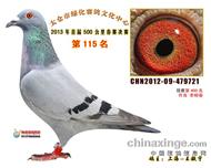 2013太仓绿化赛鸽中心春季决赛115名