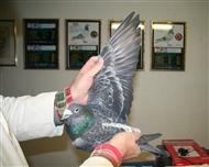 【慕利门完美先生】