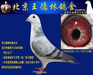 “苍白格格”回血直女