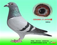 种母3号幼鸽冠军之母223（已售天津）