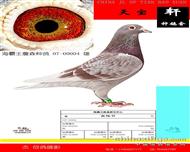 詹森红狐近亲（0004）