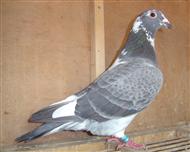 【白头91直女】