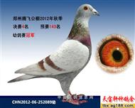 幼鸽赛（冠军）