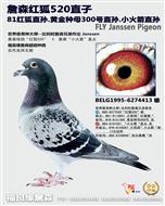 詹森大铭鸽红狐520直子-81红狐狸直孙