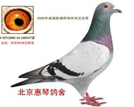冠军鸽[北京惠琴鸽舍拥有]