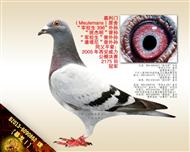 【暴龙Ⅰ】“斑杰明”曾孙