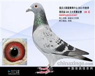 2013年重庆大联盟公棚决赛149名