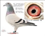 辽宁省昌图县天翔公棚决赛74名.（已售）