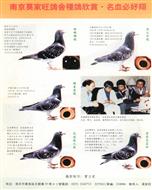 暗眼雄【黑太原基础种鸽】