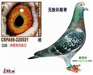 南方“鸡婆”之父