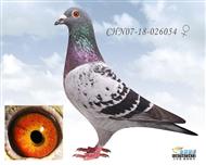 南方“鸡婆”之女