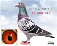 南方“鸡婆”之子