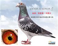 南方“鸡婆”回血子妹之子