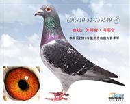 南方“鸡婆”回血子妹之子