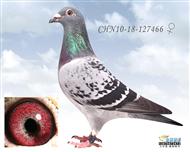 南方“鸡婆”外孙女