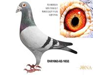 贺尔梅斯原舍灰胖子回血直子