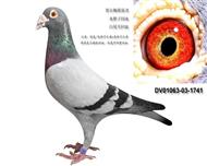 贺尔梅斯原舍灰胖子回血