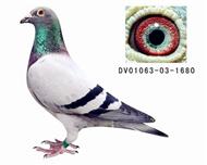 贺尔梅斯灰胖子直子