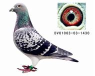 贺尔梅斯灰胖子直子