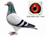 贺尔梅斯灰胖子直子