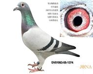 贺尔梅斯原舍灰胖子直孙女