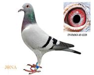 贺尔梅斯灰胖子直孙女