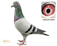 贺尔梅斯灰胖子直孙