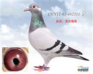 贺尔梅斯灰胖子直孙女