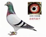 【甘纳斯总统】