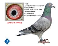 斗士9006   已转重庆鸽友