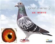 南方摩利斯卡萨