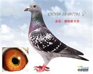 南方摩利斯卡萨