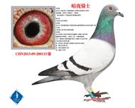 暗夜骑士  友情支援山西鸽友