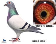 持鸽报到10名336（已售昆明）