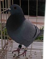 惠翔双关29名（已拍卖）