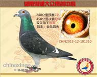 湖南潇湘大众公棚冠军