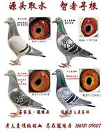 国内最高代考夫曼