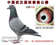 中国武汉国际赛鸽公棚决赛12名