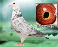 奥尔良900号外孙