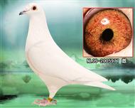 奥尔良900号孙女