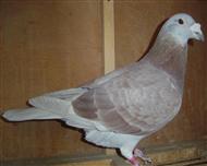 【红狐731直孙】