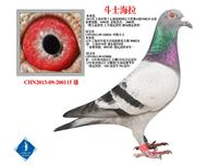 斗士海拉  已转