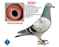 莫亚骑士   已转