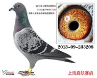 无畏号直女208（已售无锡鸽友）