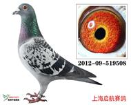 无畏号直子508(已售无锡鸽友）