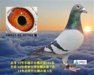 旭日新星 7名同窝