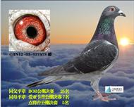 钻石玫瑰(仅供欣赏）