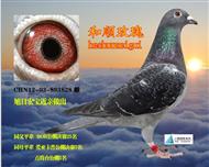 和顺玫瑰(仅供欣赏）