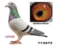 “乳酪小子”之女